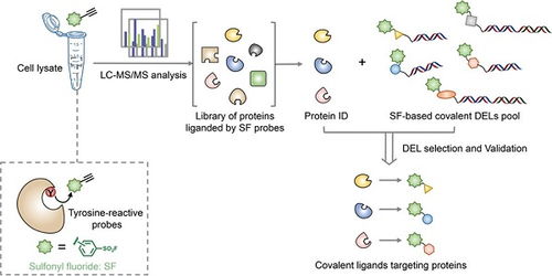 開發ABPP Codel技術用于發現靶向酪氨酸的苗頭化合物