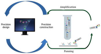 2800萬美元助力抗體技術新突破，某公司完成B輪融資加速產業化進程